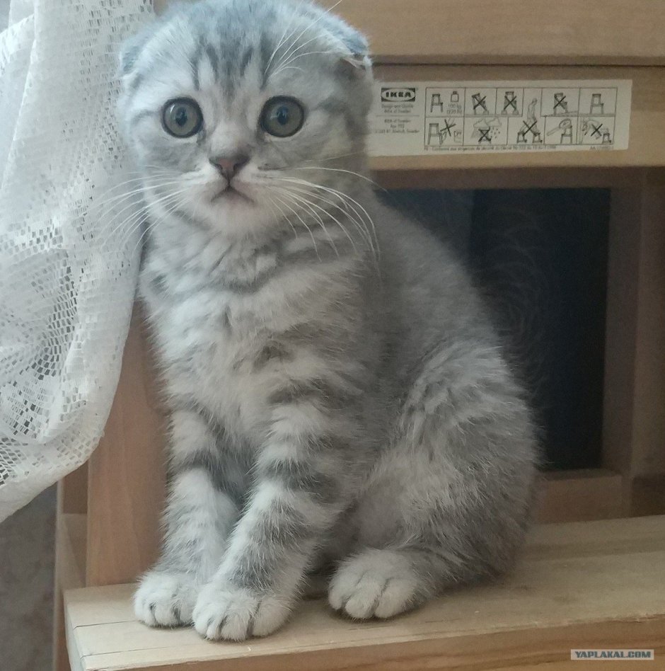 Метис шотландской кошки и британца