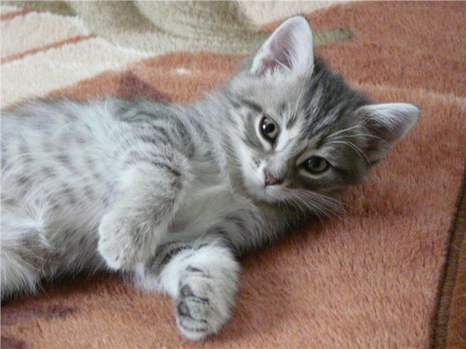 Шотландская вислоухая скотишфолд