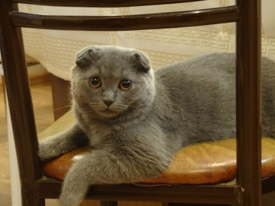 Кошка метис тайская британский голубой