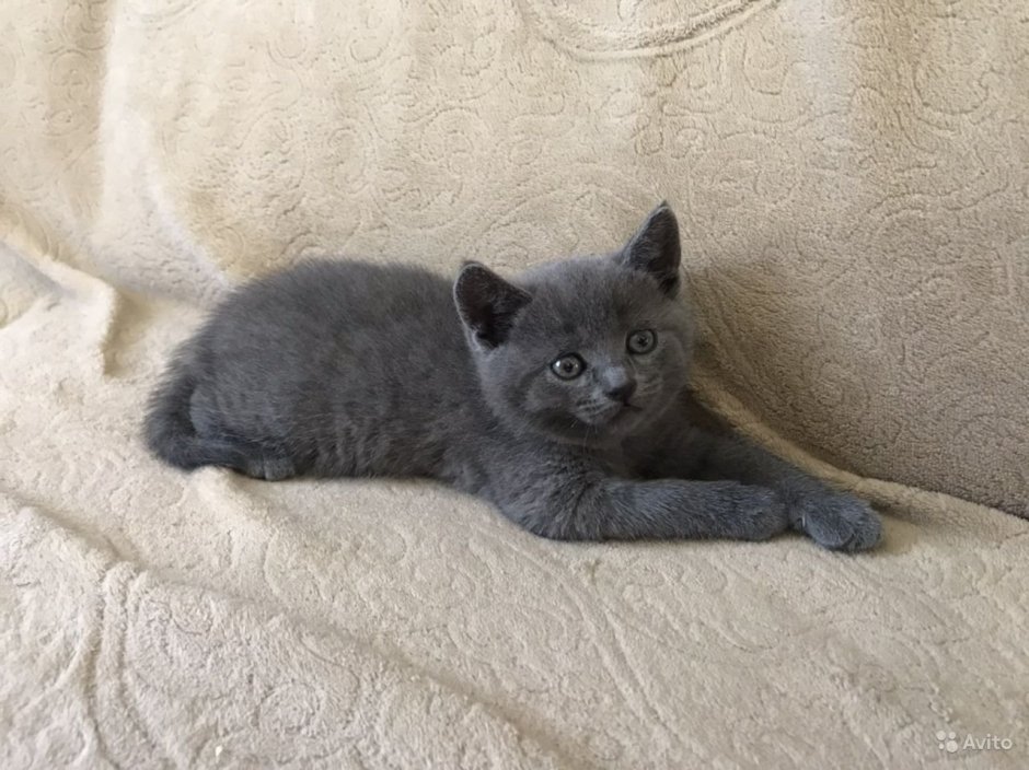Шотландский котенок прямоухий полосатый
