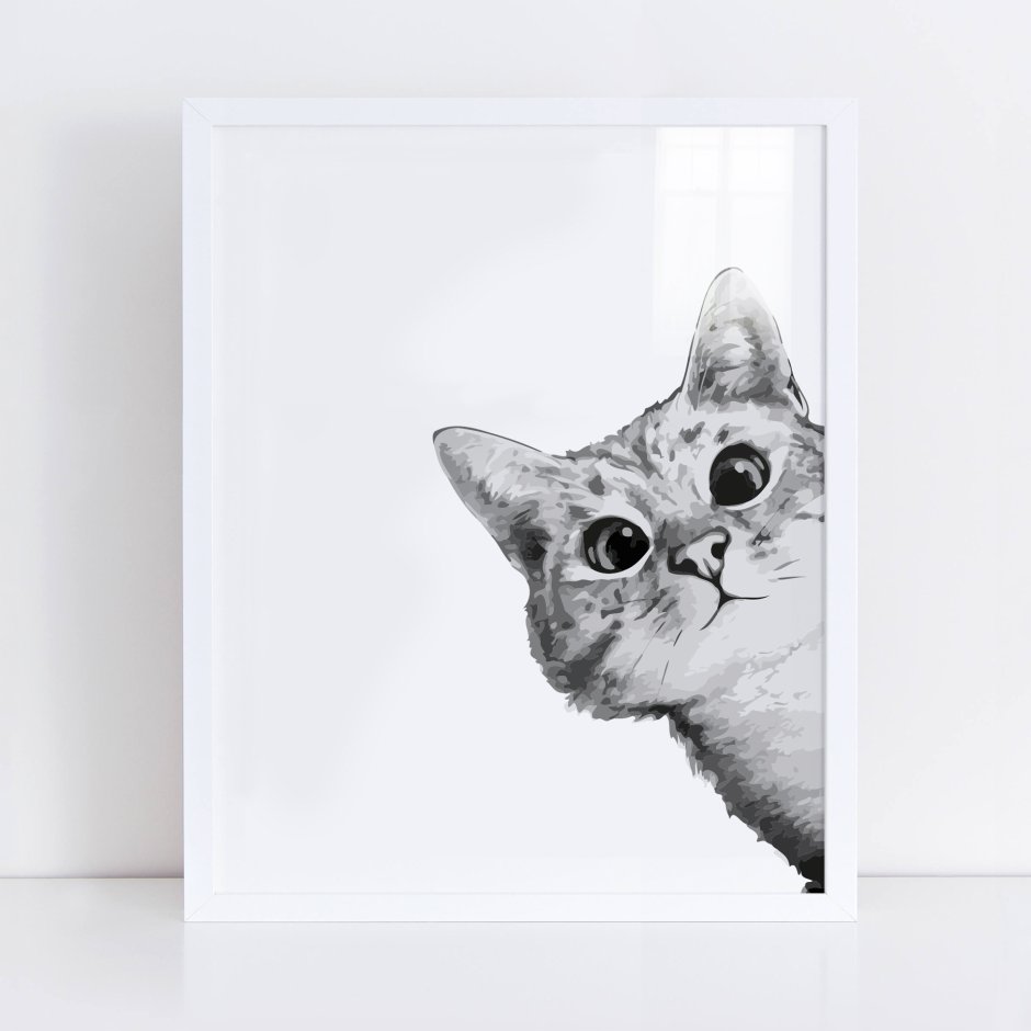 Кот выглядывает на белом фоне