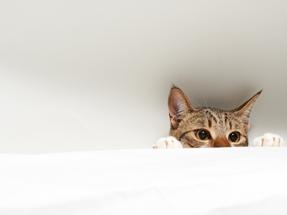Кот Минимализм