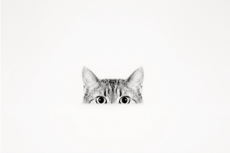 Кот выглядывает
