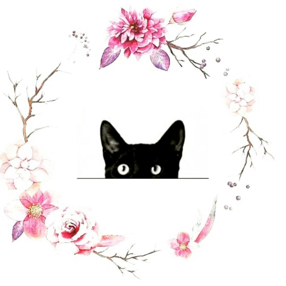 Кот выглядывает из-за угла на белом фоне