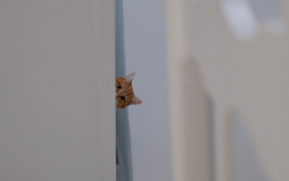 Коты на однотонном фоне