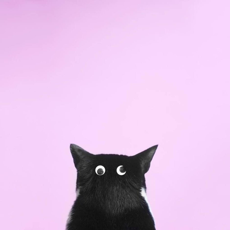 Фон кот