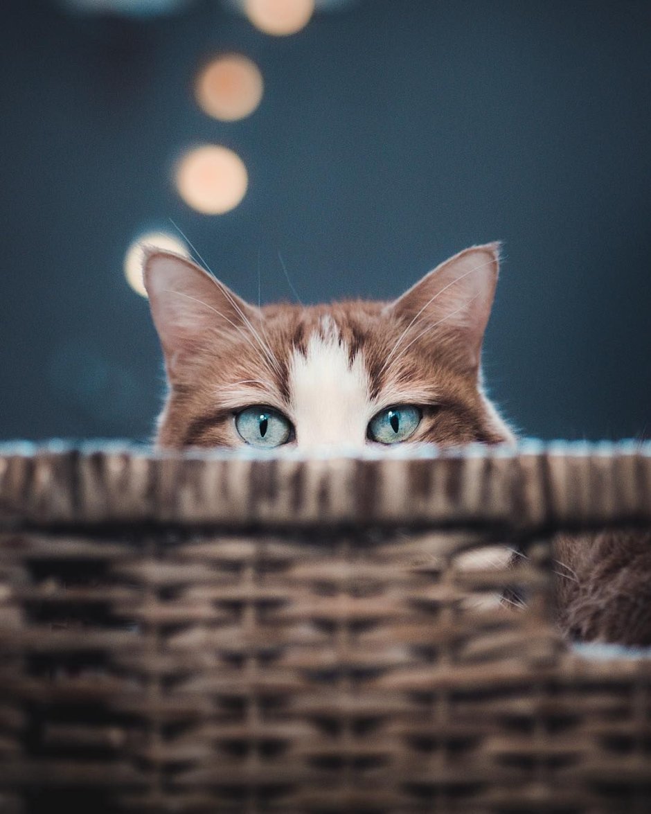 Котик выглядывает из-за угла рисунок