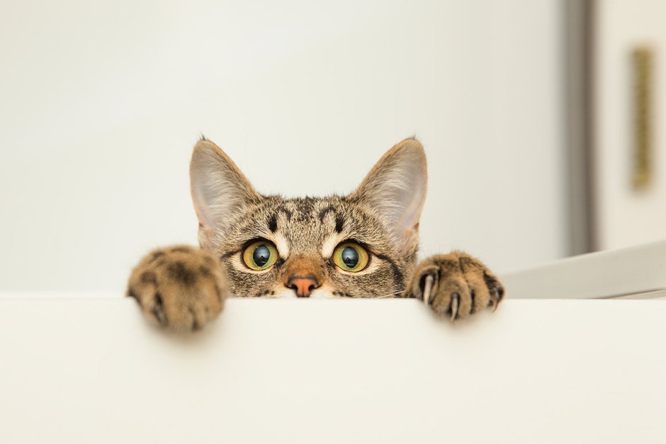 Дневник кота кастрация