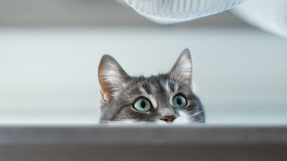 Котенок выглядывает