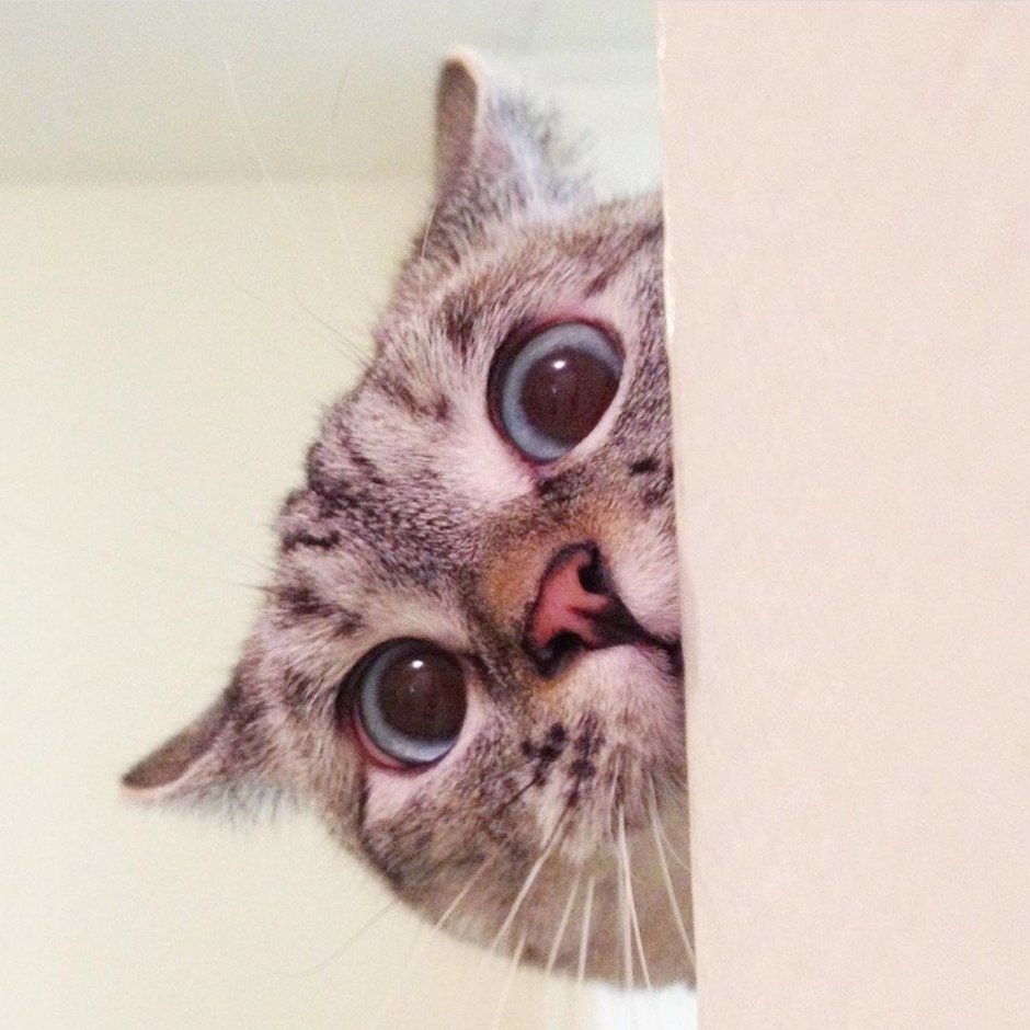 Кот выглядывает на белом фоне