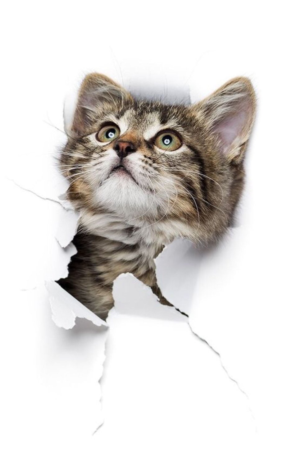 Наклейка черная кошка