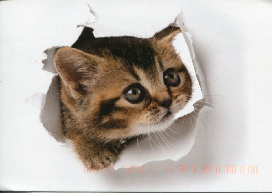 Кот выглядывает