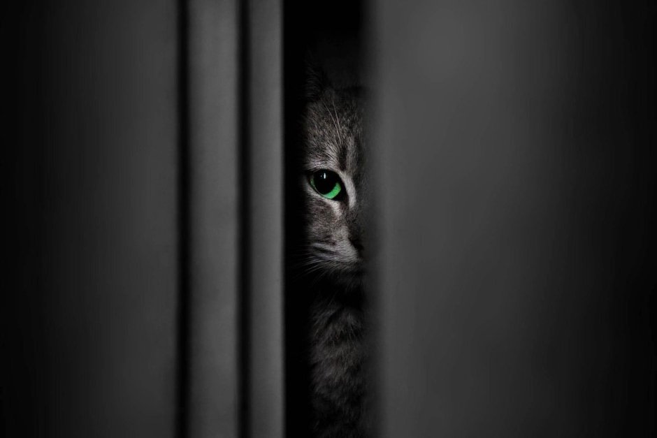 Кот выглядывает