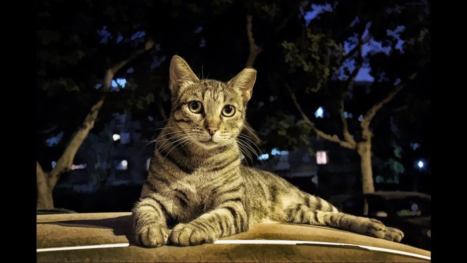 Швейцарец кот