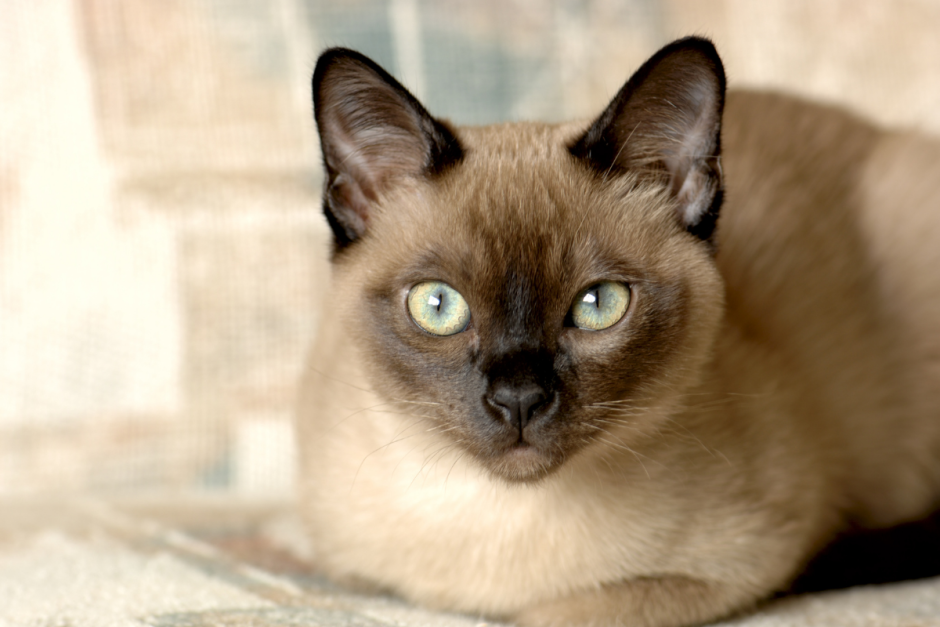 Кошки на улицах Тайланда