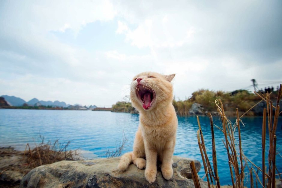 Mèo Tôm Việt nam