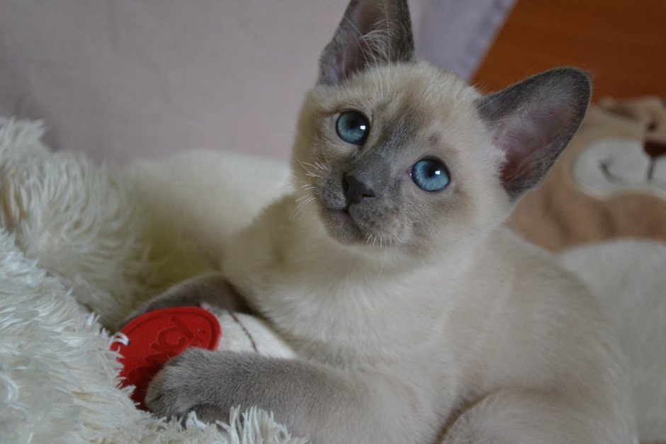 Меховое кафе кошек