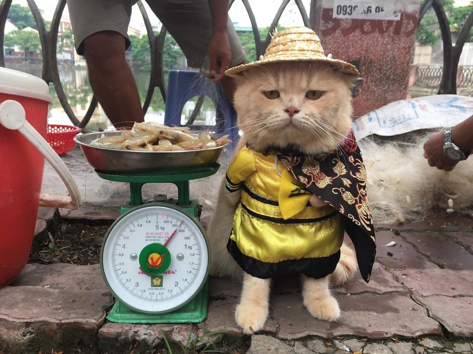 Кот чо Вьетнам
