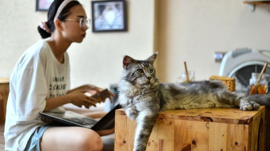 Кошки вьетнамки