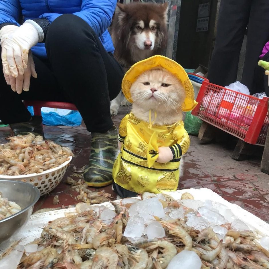 Вьетнамская кошка