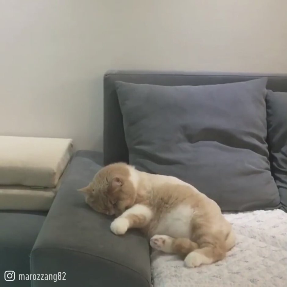 Девушка с котом селфи
