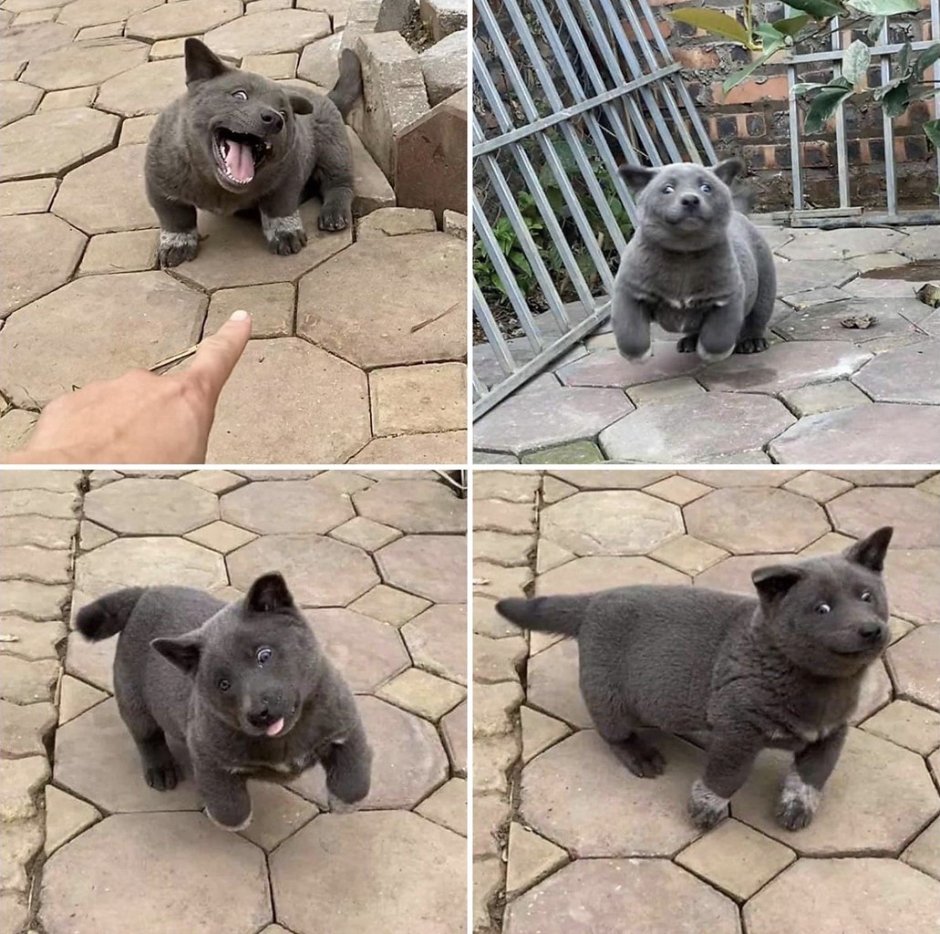 Тонкинез кошка