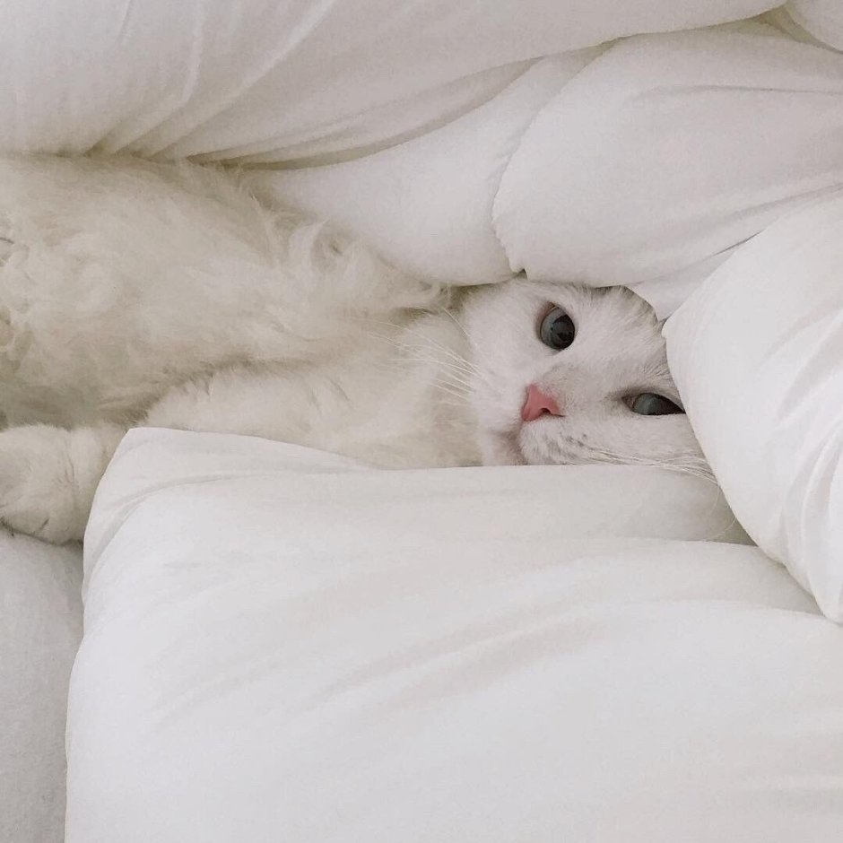 Белая кошка лежит