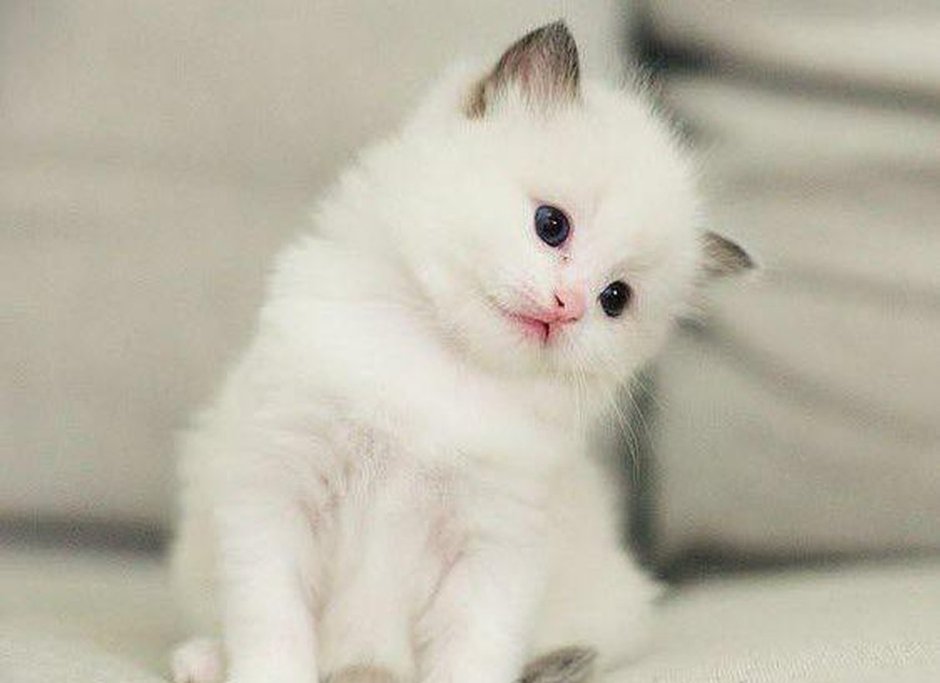 Кошки маленькие пушистые