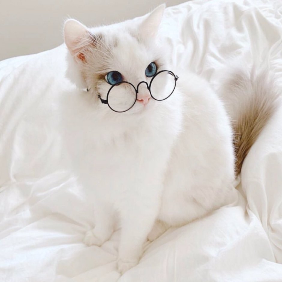 Милый котик в очках