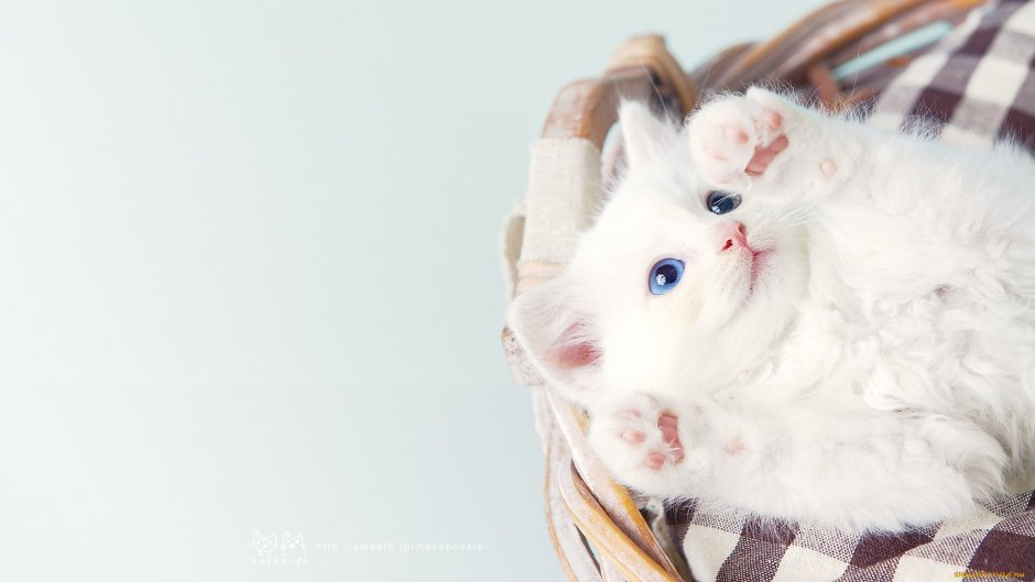 Белый котенок на рабочий стол