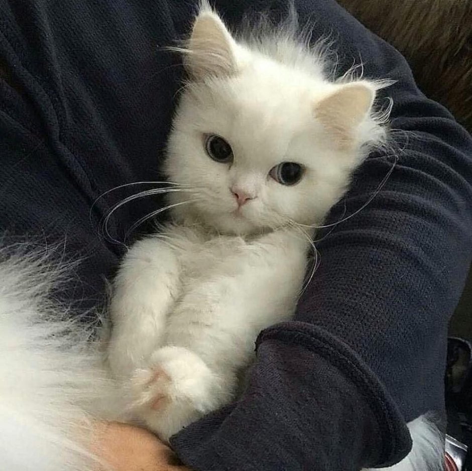 Милый котик