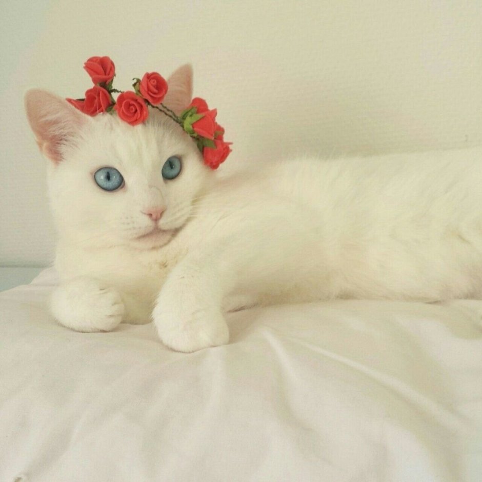 Милые котики
