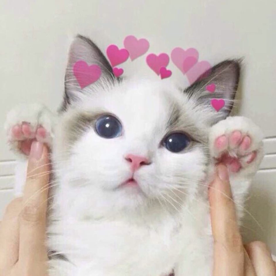 Милые котики с сердечками