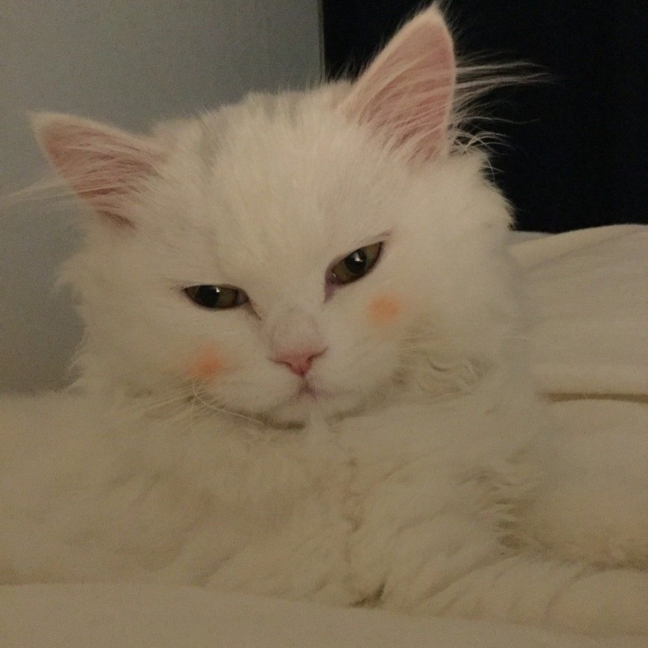 Котики Эстетика