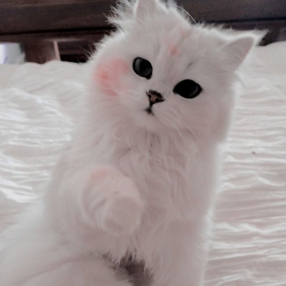 Милые котики сохраненки