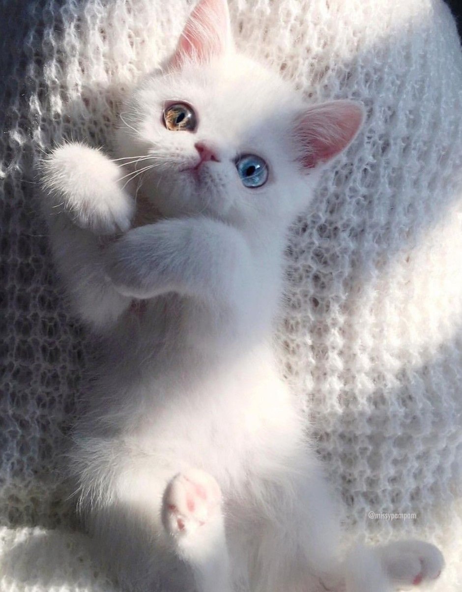 Милые белые котики
