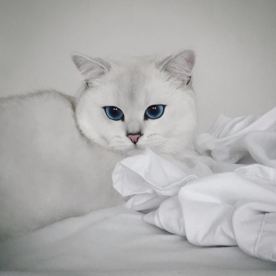 Белая кошка с голубыми глазами Эстетика
