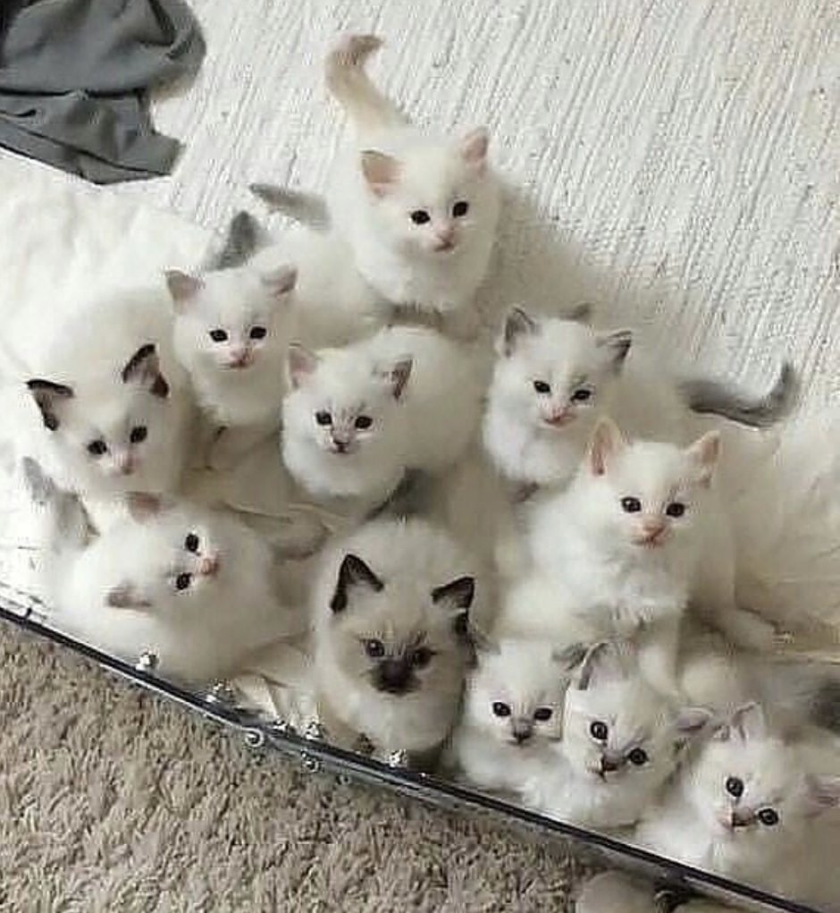 Очень много котят