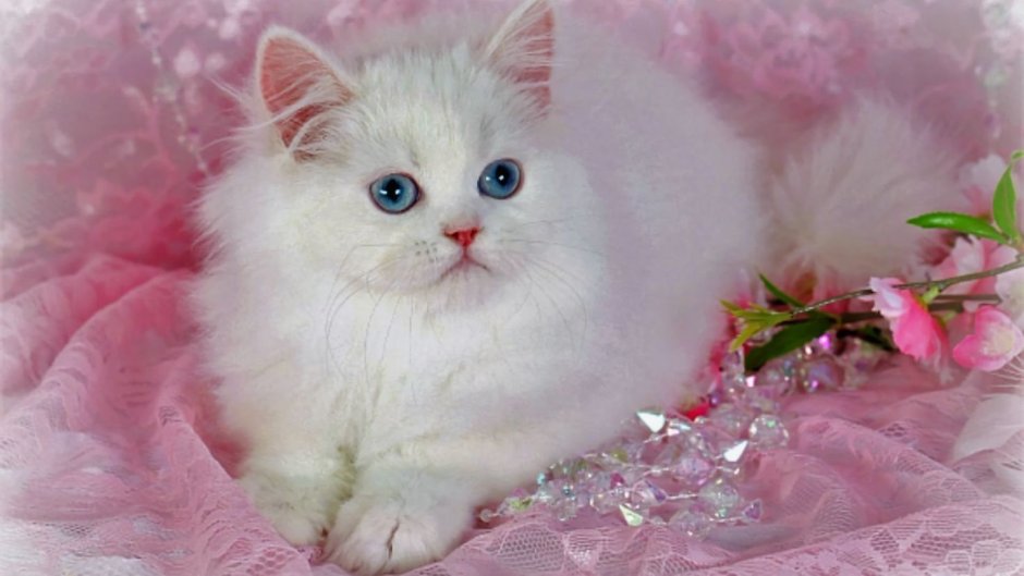 Розовый котенок