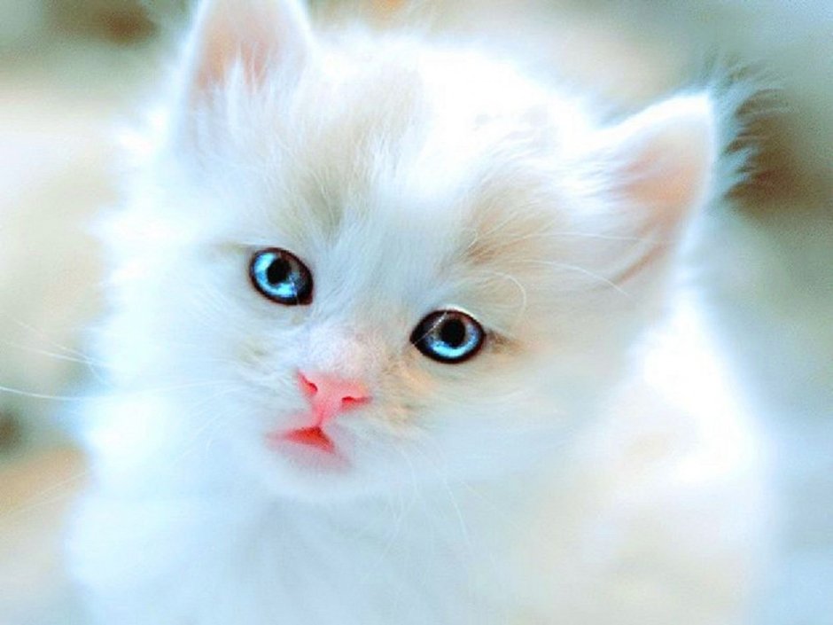 Милый белый котик
