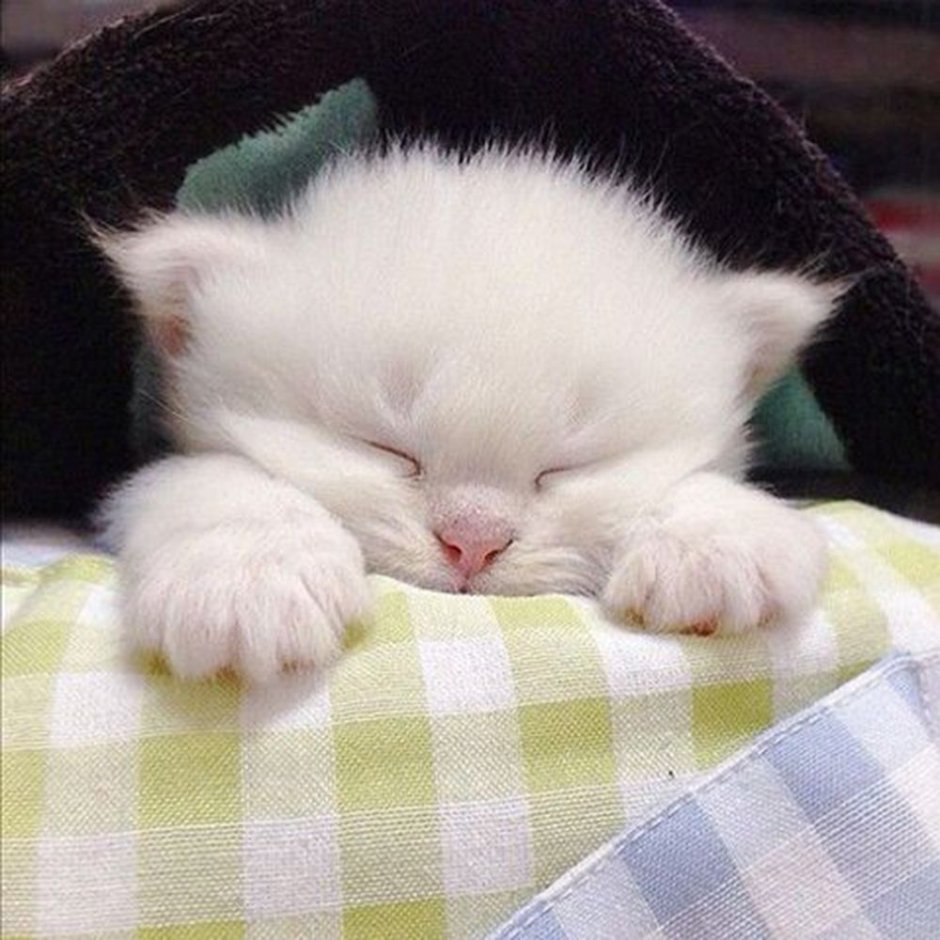 Сонный котенок