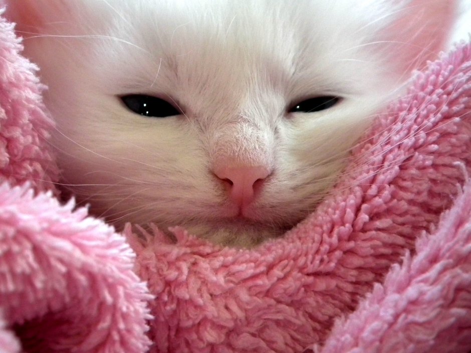 Спокойной ночи белый котенок