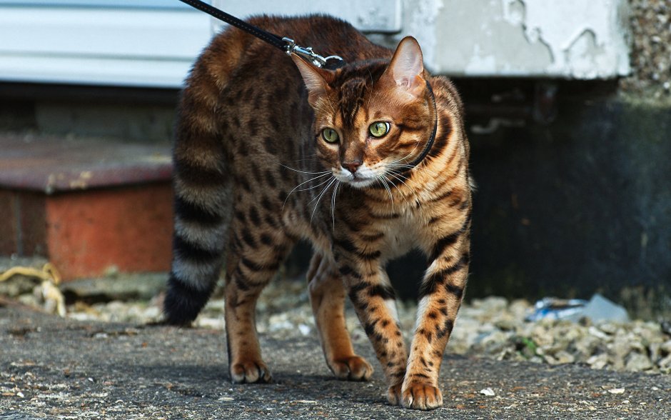 Бенгальский кот