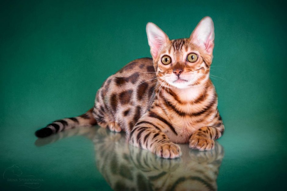 Бенгальская кошка тойгер