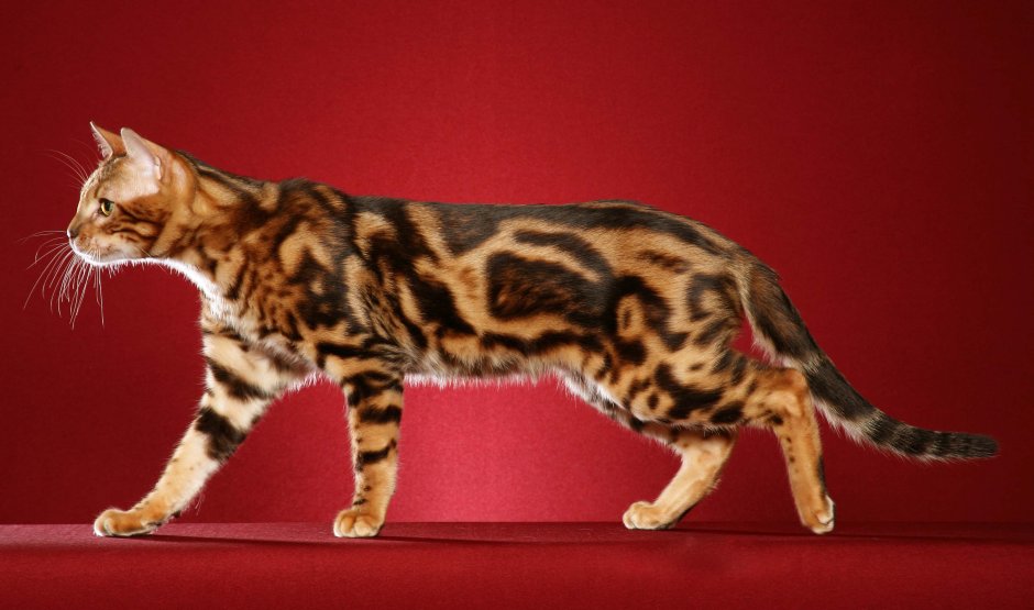 Бенгальская короткошерстная бенгал