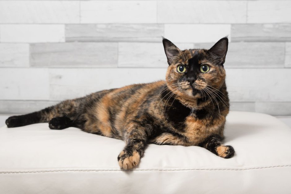 Кот окраска Tortoiseshell