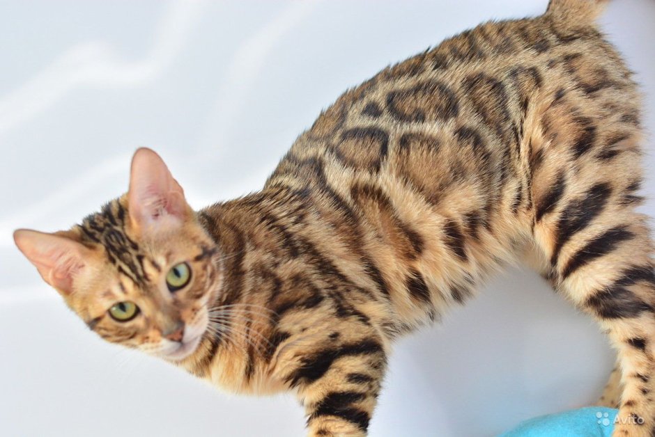 Бенгальская кошка