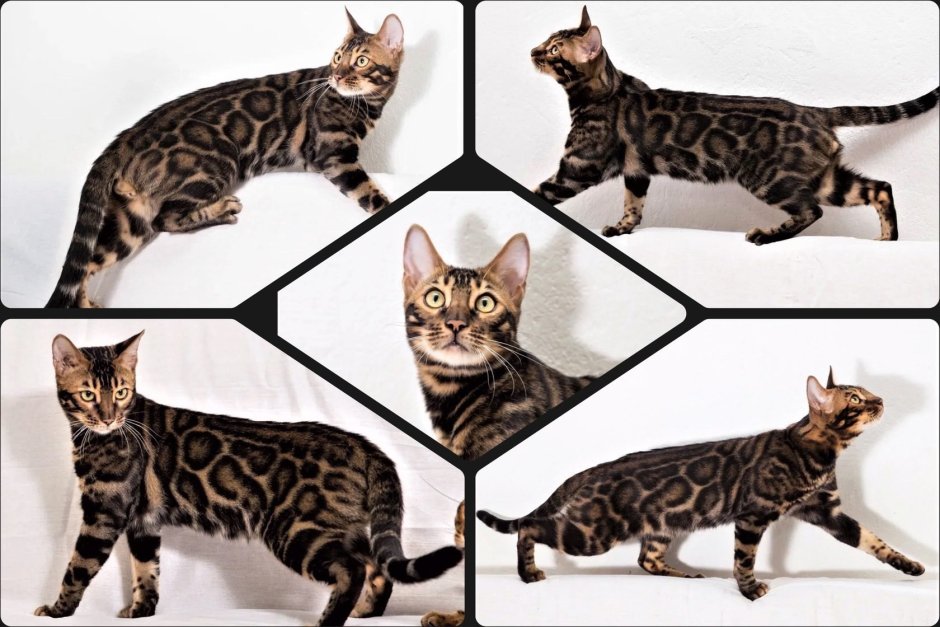 Tortoiseshell Cat порода