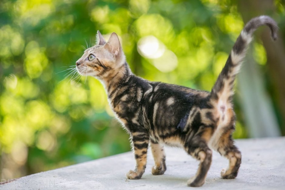 Бенгальский кот черепаховый окрас