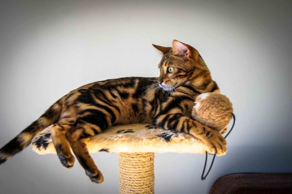 Бенгальская кошка мраморная